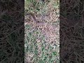 Non venomous snake🐍🐍 #short #viral #video #shortviralvideo