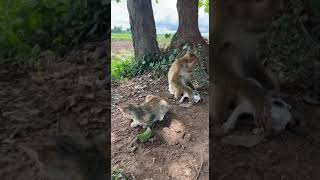 IMG 1715 #dollarfun #monkey #cute #funnypictures #animals #friendsreaction