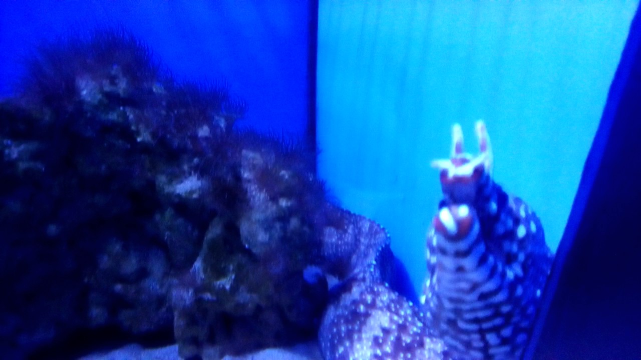 Океанариум Киев официальный сайт - YouTube