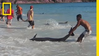 浜辺に打ち上げられてしまったイルカの群れを救助 | ナショジオ