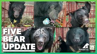 How are the five recently rescued bears doing?