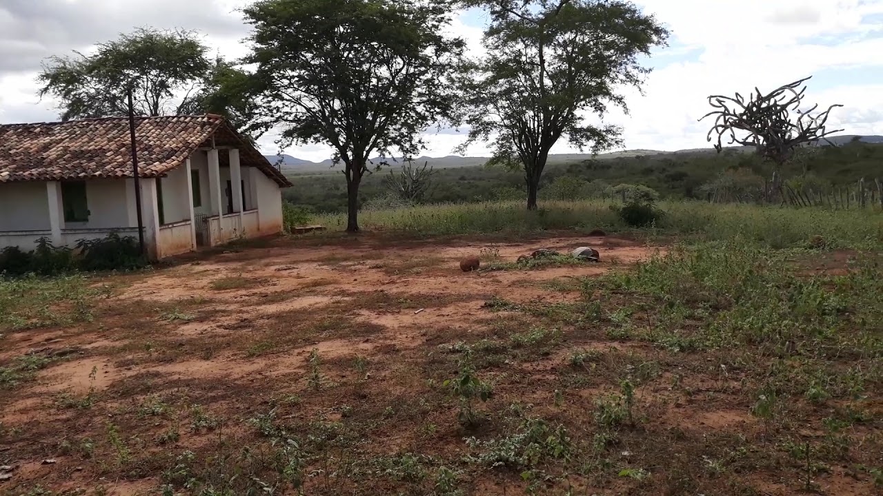 Numa Fazenda O Galpão Fica 50m Distante