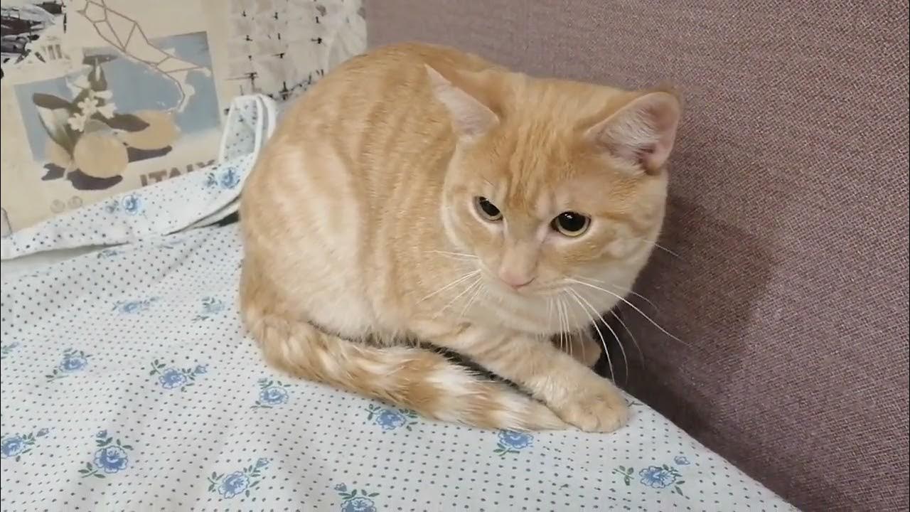 Кастрация кошек и котов. - YouTube