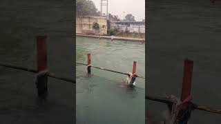 #song #travel #devbhoomi # Ganga Maiya🙏🙏🙏🙏🙏