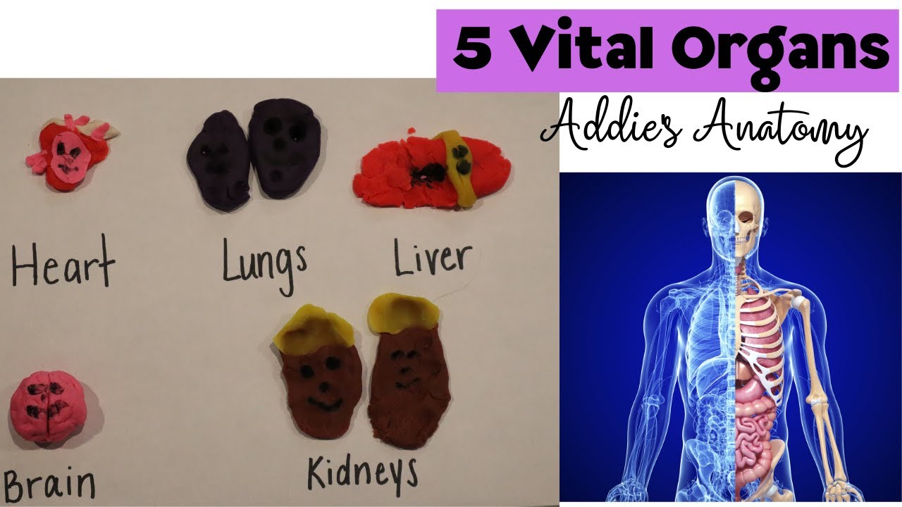 Human Anatomy For Kids The 5 Vital Organs Addie s Anatomy Science For human-anatomy-for-kids-the-5-vital-organs-addie-s-anatomy-science-for