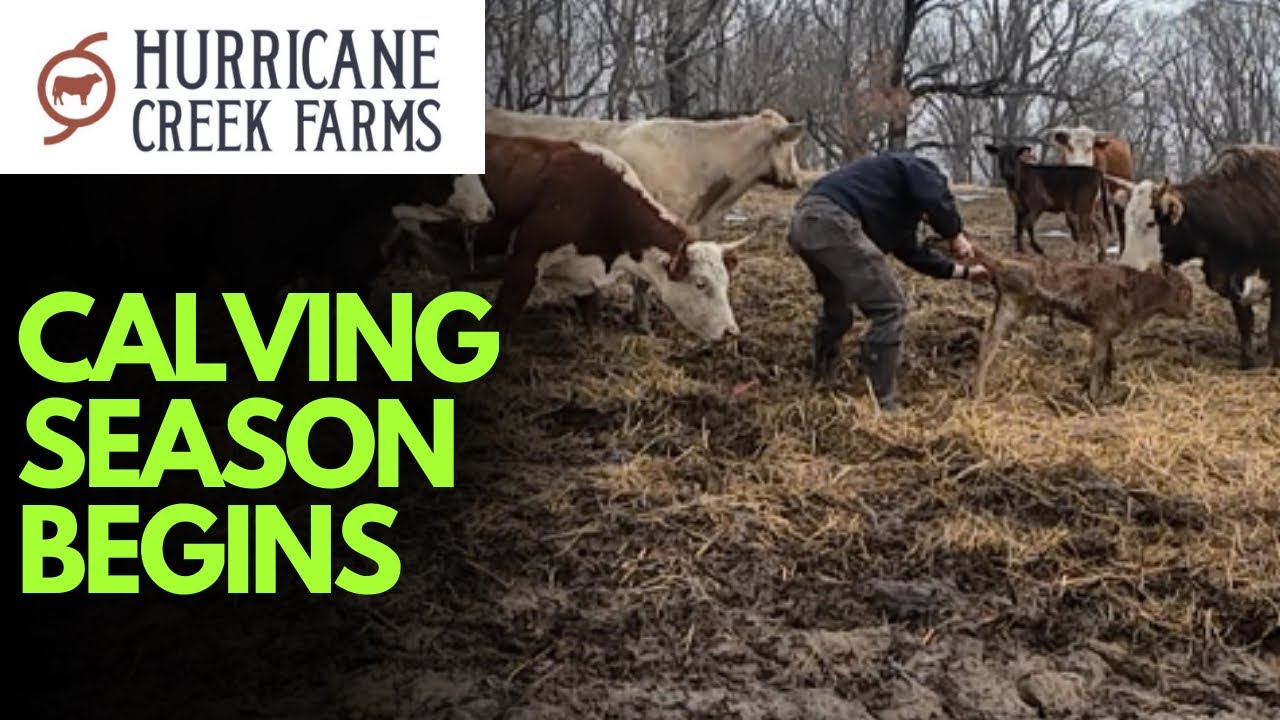 Surprise: Calving Season Begins!