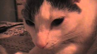 Cat Interlude