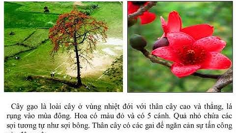 TLV LỚP 4 - TUẦN 23 - ĐOẠN VĂN TRONG BÀI VĂN MIÊU TẢ CÂY CỐI