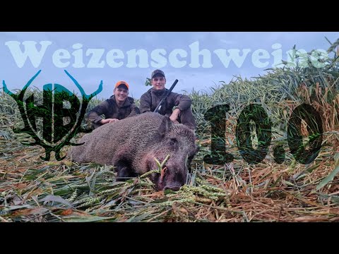 Wheat Pigs 10.0 - The First Minutes! - Hunter Brothers