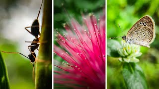 35 Nature Photography Ideas with Phone | Macro Photography With Mobile | Mobile Photography Hacks