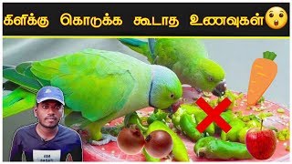 கிளிகளுக்கு கொடுக்க வேண்டிய & கொடுக்க கூடாத ஆபத்தான உணவுகள் || How To Give Foods For Parrot ||