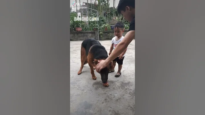 Bán chó becgie lai F2