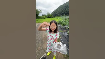 Dodamdam-Thả chuồn chuồn bay đi(Jeokam Elementary School)