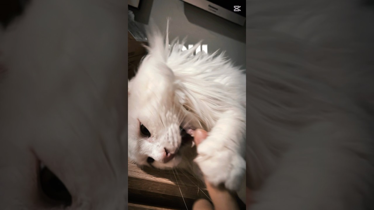 急にやってみた 