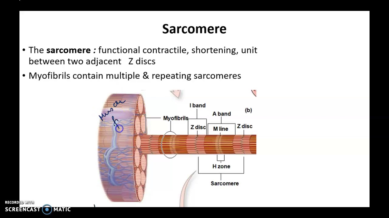 Skeletal muscle physiology part 3 - YouTube