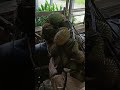 NGORAP MASUK HUTAN CARI BUAH DURIAN DI JALUR SETAPAK DAPAT BANYAK TIBA DIKAMPUNG#suasana