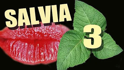3.  Сальвия. Salvia Divinorum. Шалфе́й предсказа́телей