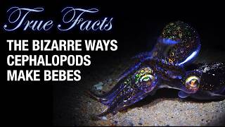 True Facts: The Bizarre Ways Cephalopods Make Bebes