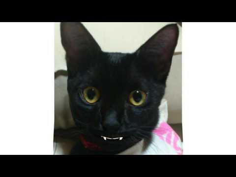 DOES   バクチダンサー(Cover by KH-Ver. with CAT)