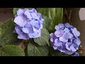 Гортензия(Hydrangea)в горшке-уход и содержание 😊