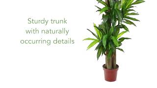 Corn Stalk Dracaena Silk Plant (Real Touch)