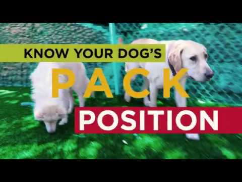 Videó: Mi a helyes ferde pozíció a kutyák számára?