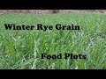 Winter Rye Grain Rules!