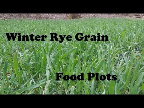 Video: Rye (cereal) - Useful Properties And Use Of Rye, Sprouted Rye Grains, Cultivation. Winter Rye, Sowing