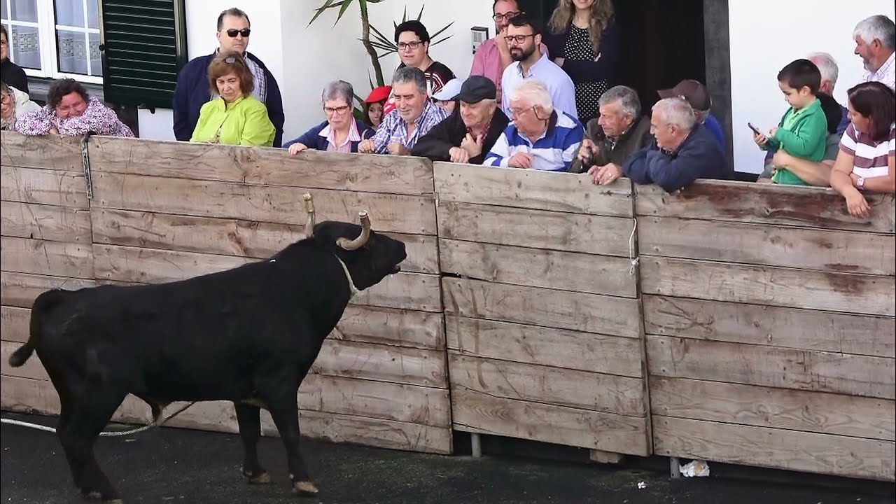 Touros JAF (106,130,104,117) - São Luís - 30Mai23 - Ilha Terceira - Açores
