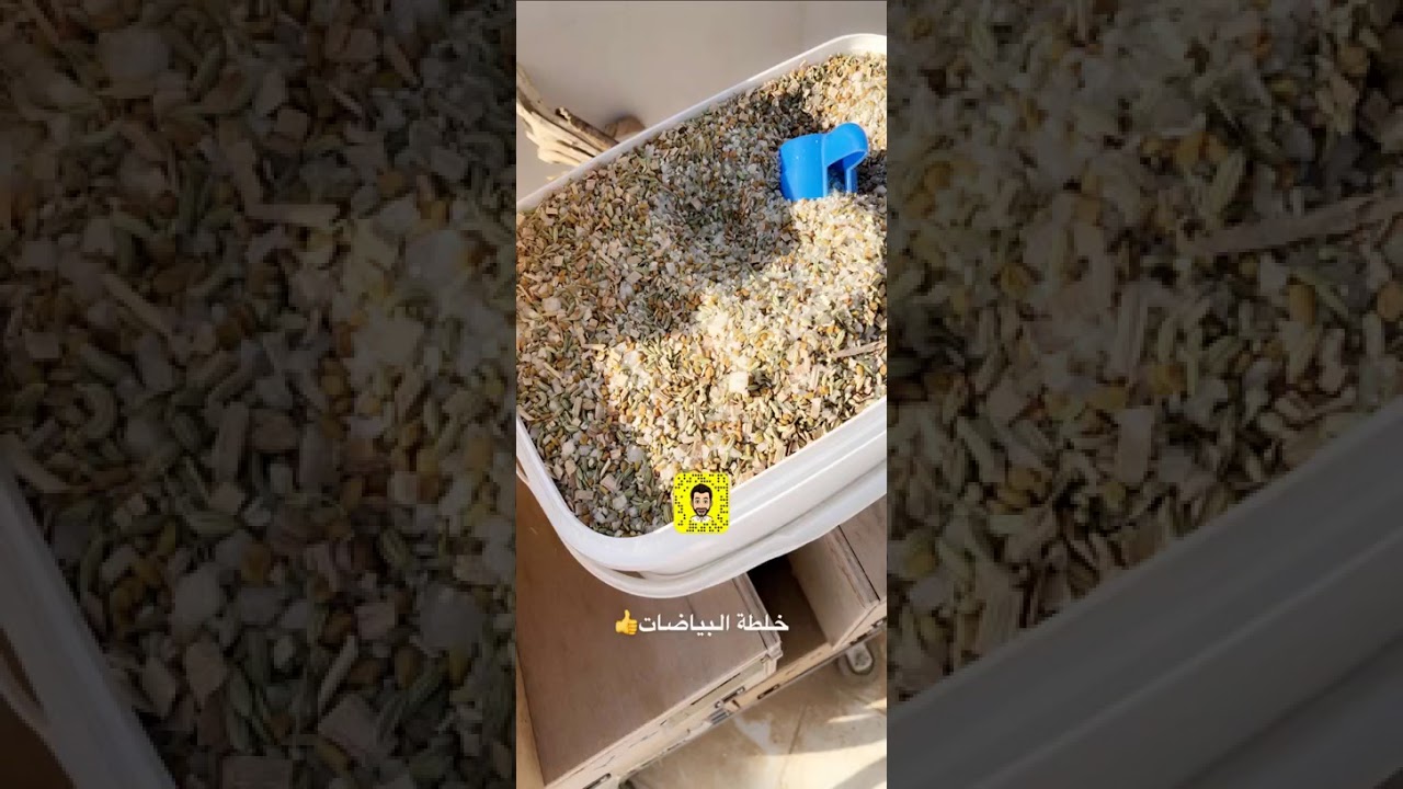 تركيب البياضات وانطلاقه لموسم ٢٠٢٠