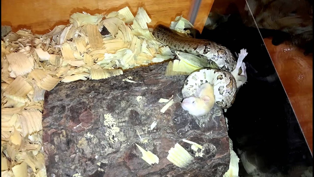 Curated visual reference: Fresh Look at Feeding My Wild Caught Prairie Kingsnake