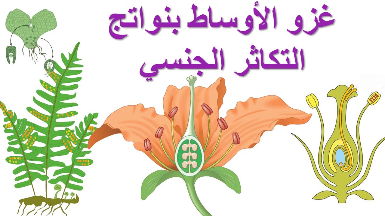 غزو الأوساط بنواتج التكاثر الجنسي العلوم الطبيعية السنة الثانية متوسط  | الدرس 3