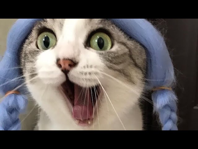 cute funny cat (profile picture)