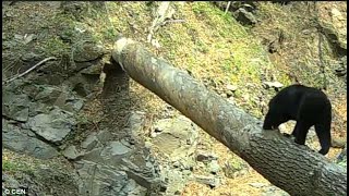 Hilarious close-up as black bear sniffs out hidden camera