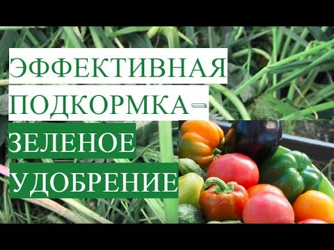 Очень Эффективная Подкормка для Растений - Зеленое Удобрение.