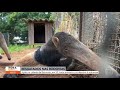HORA 1:  ANIMAIS RESGATADOS EM RODOVIAS DE SP RECEBEM ABRIGO NA UNESP EM BOTUCATU