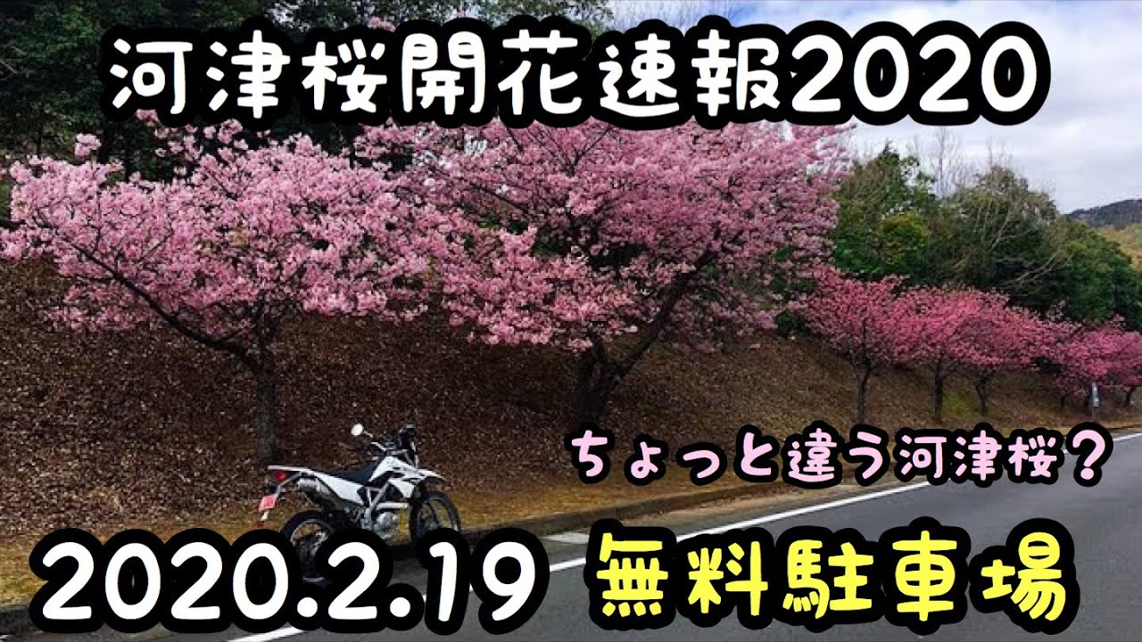 駐 河津 車場 桜