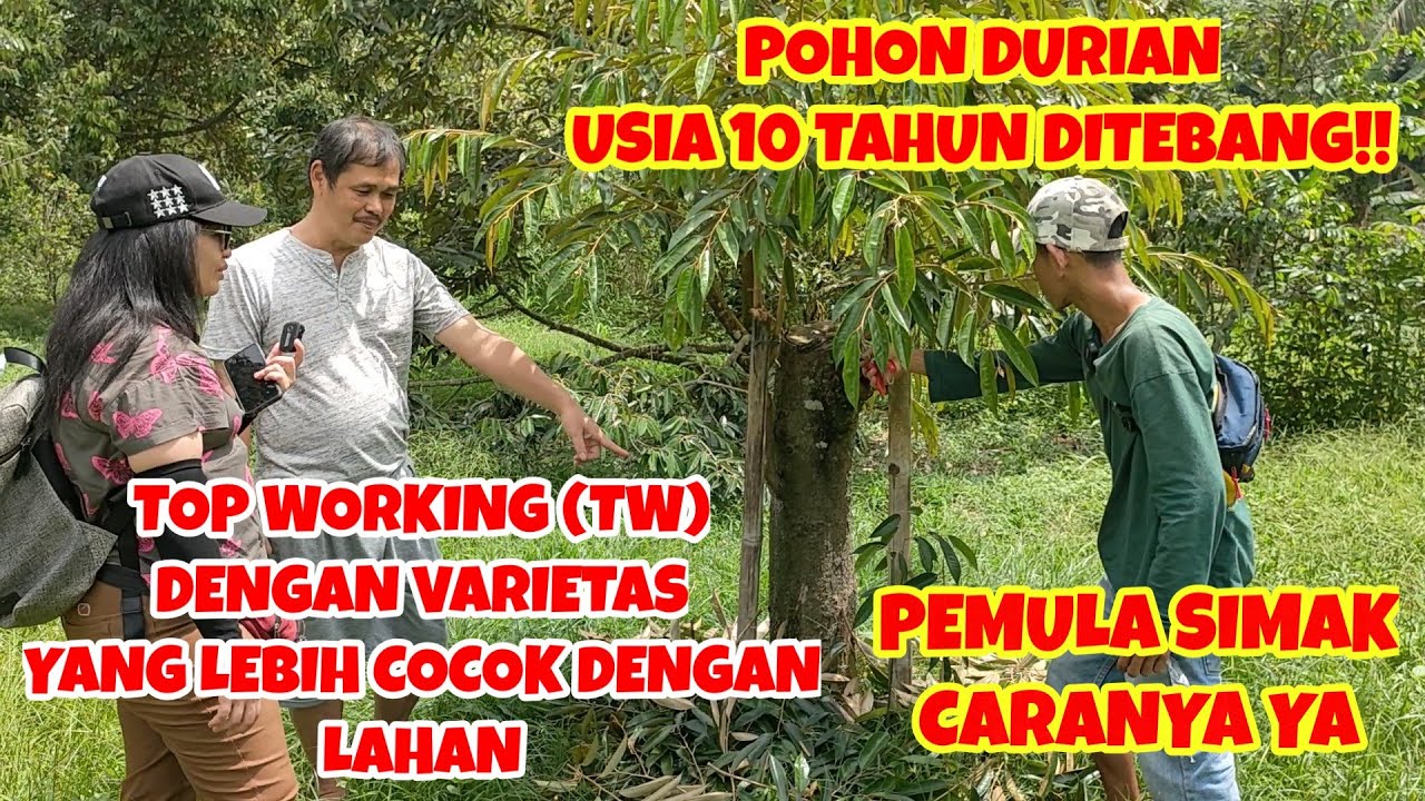 POHON DURIAN USIA 10 TAHUN DITEBANG!! TOP WORKING (TW) DENGAN VARIETAS YANG LEBIH COCOK DENGAN LAHAN