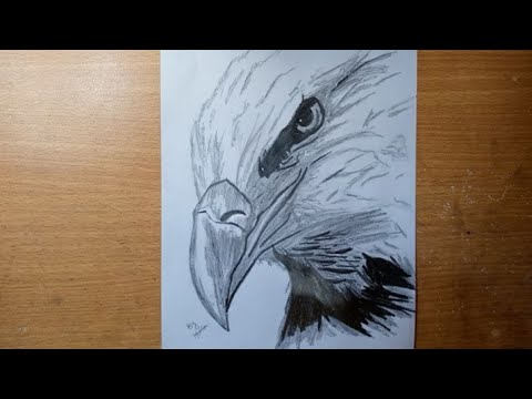 Share more than 71 shaheen bird sketch best - seven.edu.vn