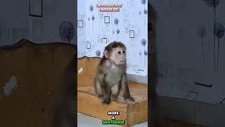 Hopeless mom tired when her big monkey ToTo again Pull his Pipe Skin