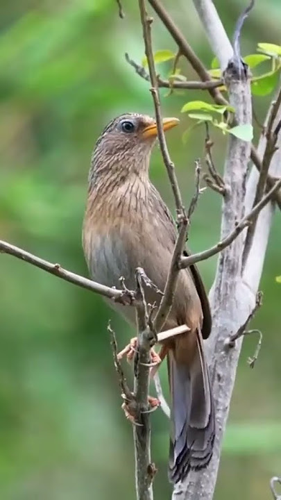 burung hwamei taiwan @D.Hewan.#suaraburung #hwameitaiwan #burungcantik #duniahewan #shorts