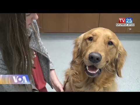 ვიდეო: ძაღლებში პარაზიტული სისხლის ინფექცია (ჰეობართონელოზი)