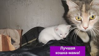 Котики растут, 20 дней как родились!