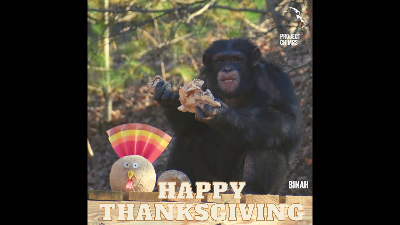 Project Chimps Thanksgiving Feast 2020