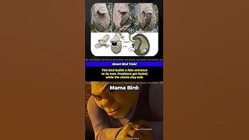 🐦 De slimste vogelnesttruc 🪺