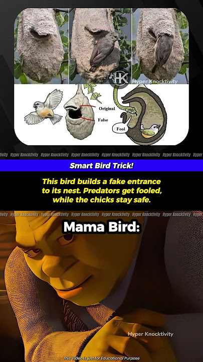 🐦 The Smartest Bird Nest Trick 🪺
