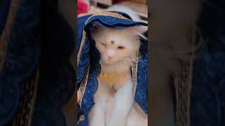 Gore gore mukhde pe kala kala chashma😎 #catgirl #catshorts #catvideos #catmemes #catlovers10m #cats