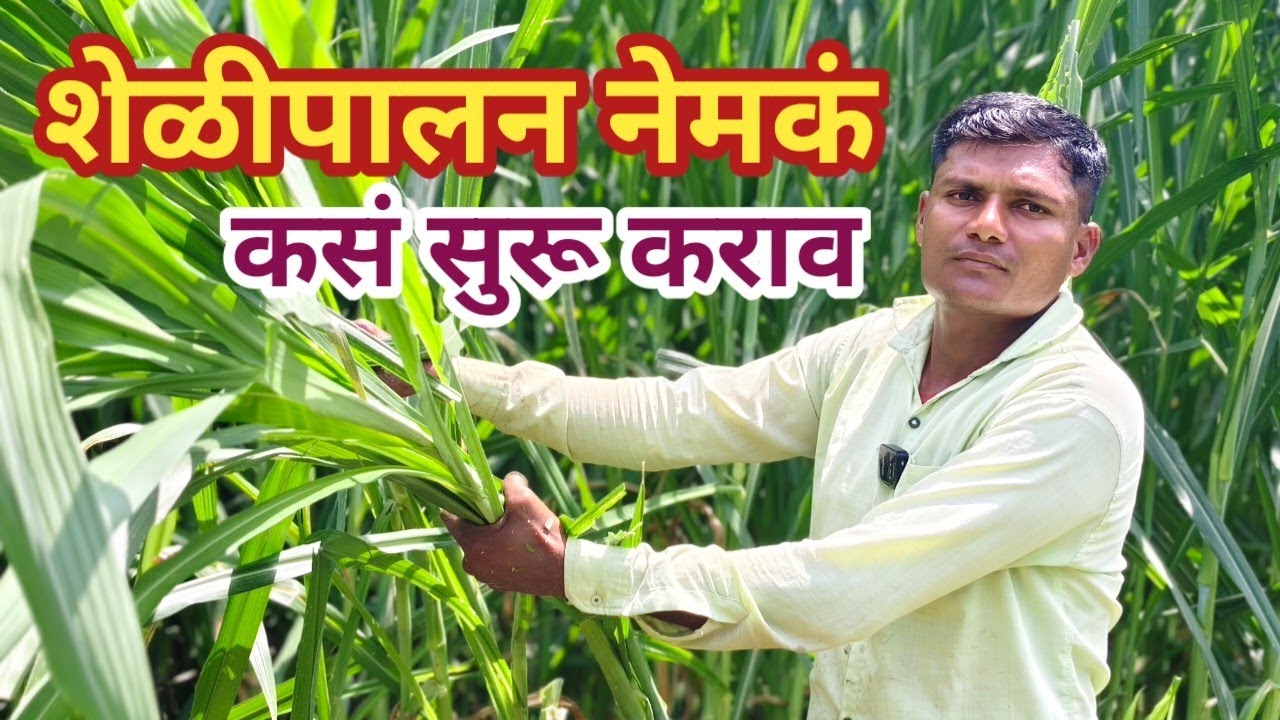 शेळीपालन नेमकं कसं सुरु कराव | शेळी पालन करण्या अगोदर चारा व्यवस्थापन पूर्वतयारी | गावरान शेळीपालन