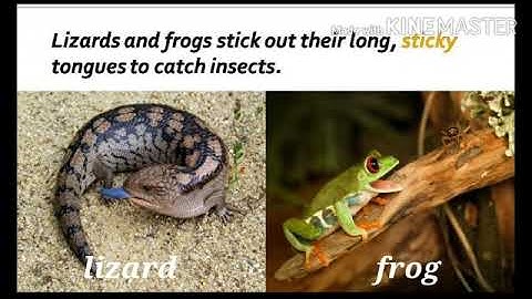 Class III Ch 7Reading session 3, feeding in animalsby Aarushi Jain