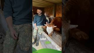 Köyde Sabah Işleri Hayvan Bakımı Ile Başlar